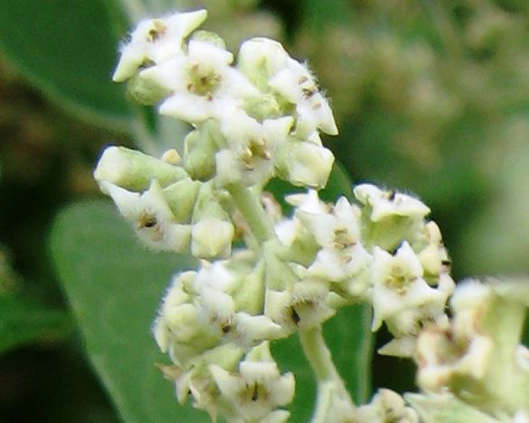 Flores blancas y vellosas de tepozán agrupadas en la punta de una rama.