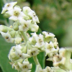 Flores blancas y vellosas de tepozán agrupadas en la punta de una rama.