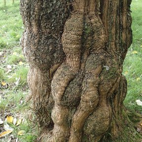Tronco nudoso y acanalado de un tepozán viejo en una ladera de pasto.