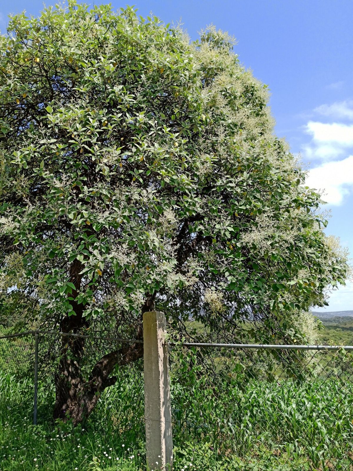 Tepozán de copa amplia y clara junto a una cerca, con el valle al fondo.