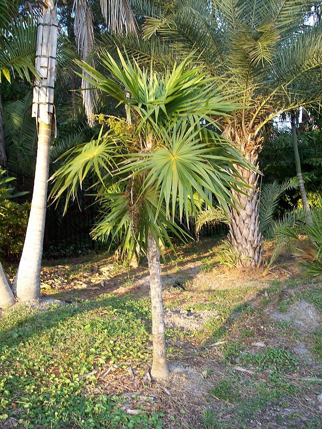 Palma guano de costa de estípite delgado creciendo en un jardín entre otras palmas.