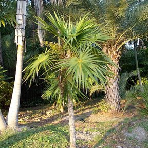 Palma guano de costa de estípite delgado creciendo en un jardín entre otras palmas.