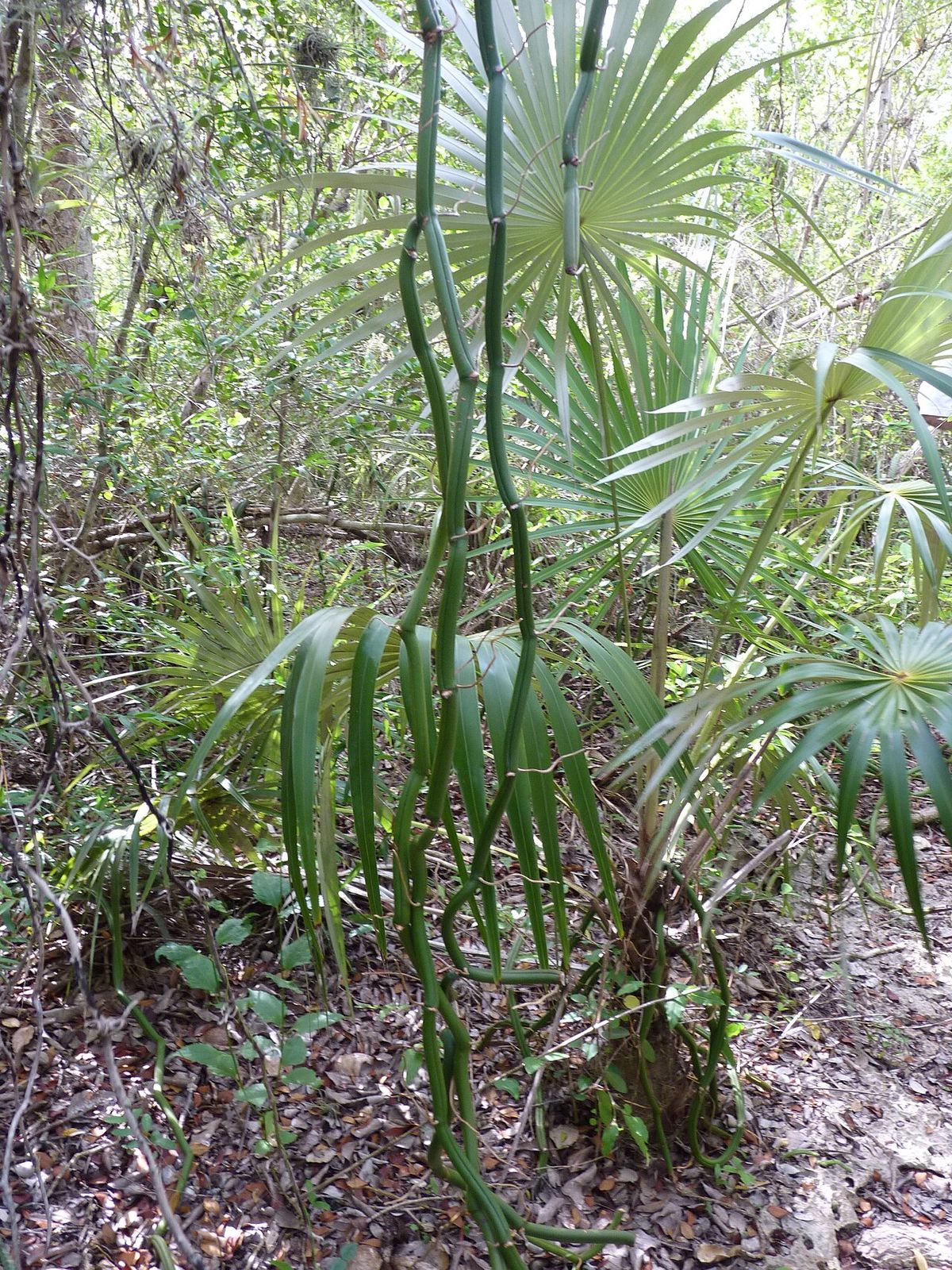 Palmas guano de costa jóvenes creciendo entre el matorral costero.