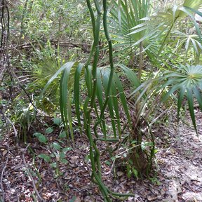 Palmas guano de costa jóvenes creciendo entre el matorral costero.