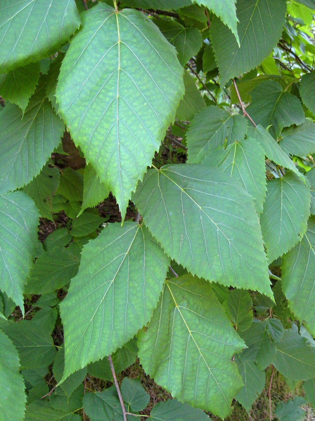 Hojas acorazonadas y aserradas de tilia vistas de cerca en la rama.