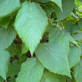 Hojas acorazonadas y aserradas de tilia vistas de cerca en la rama.