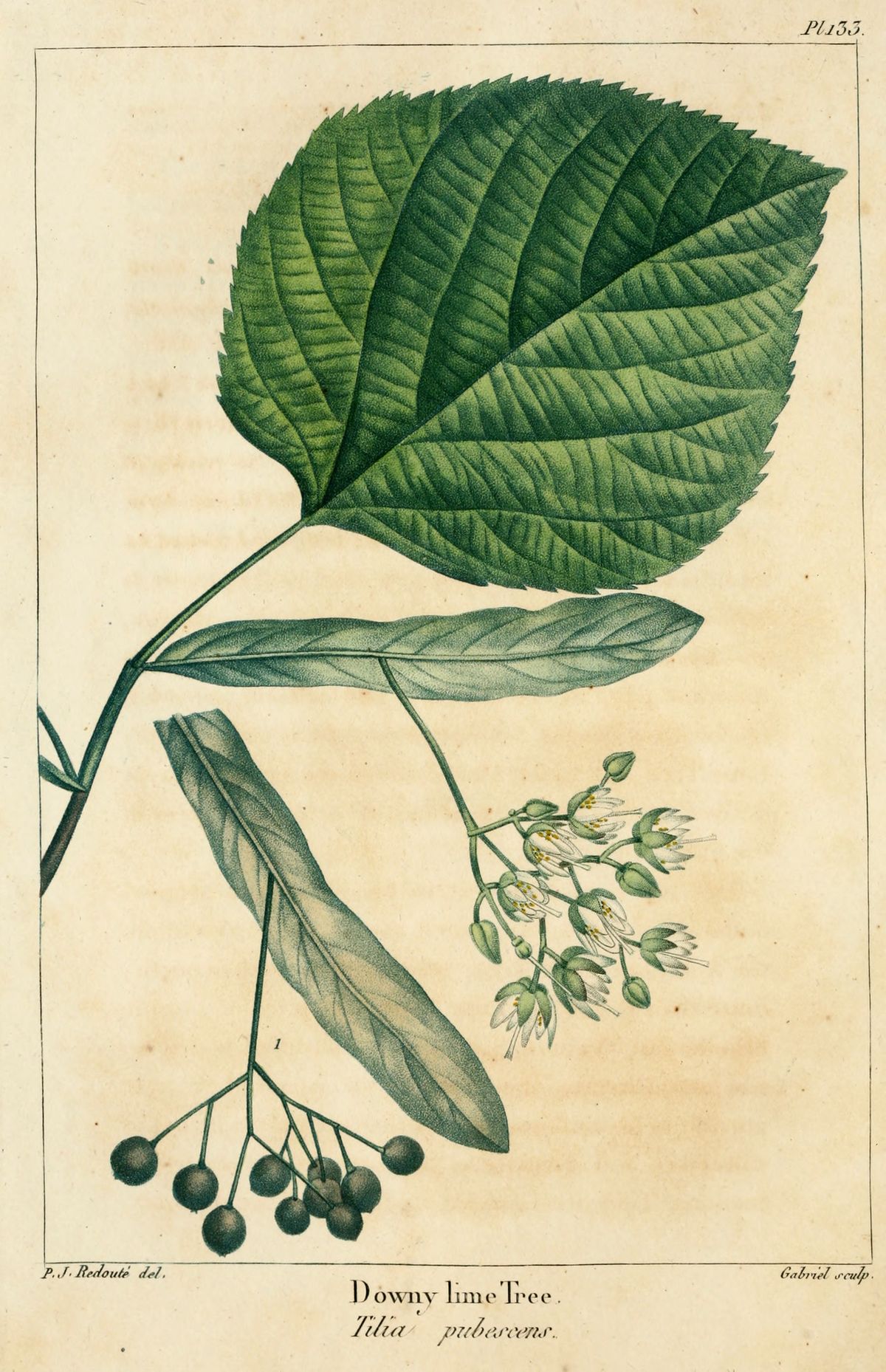 Lámina antigua de la tilia con la hoja, la bráctea y el racimo de frutos.