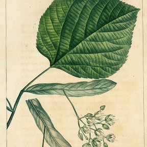 Lámina antigua de la tilia con la hoja, la bráctea y el racimo de frutos.