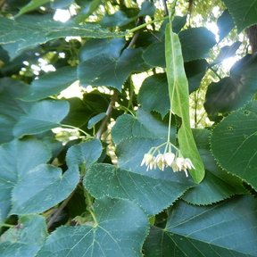 Flores de tilia colgando de su bráctea alargada, entre las hojas.