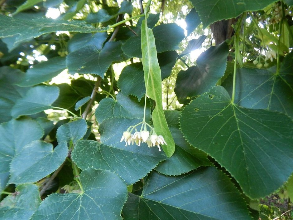 Flores de tilia colgando de su bráctea alargada, entre las hojas.