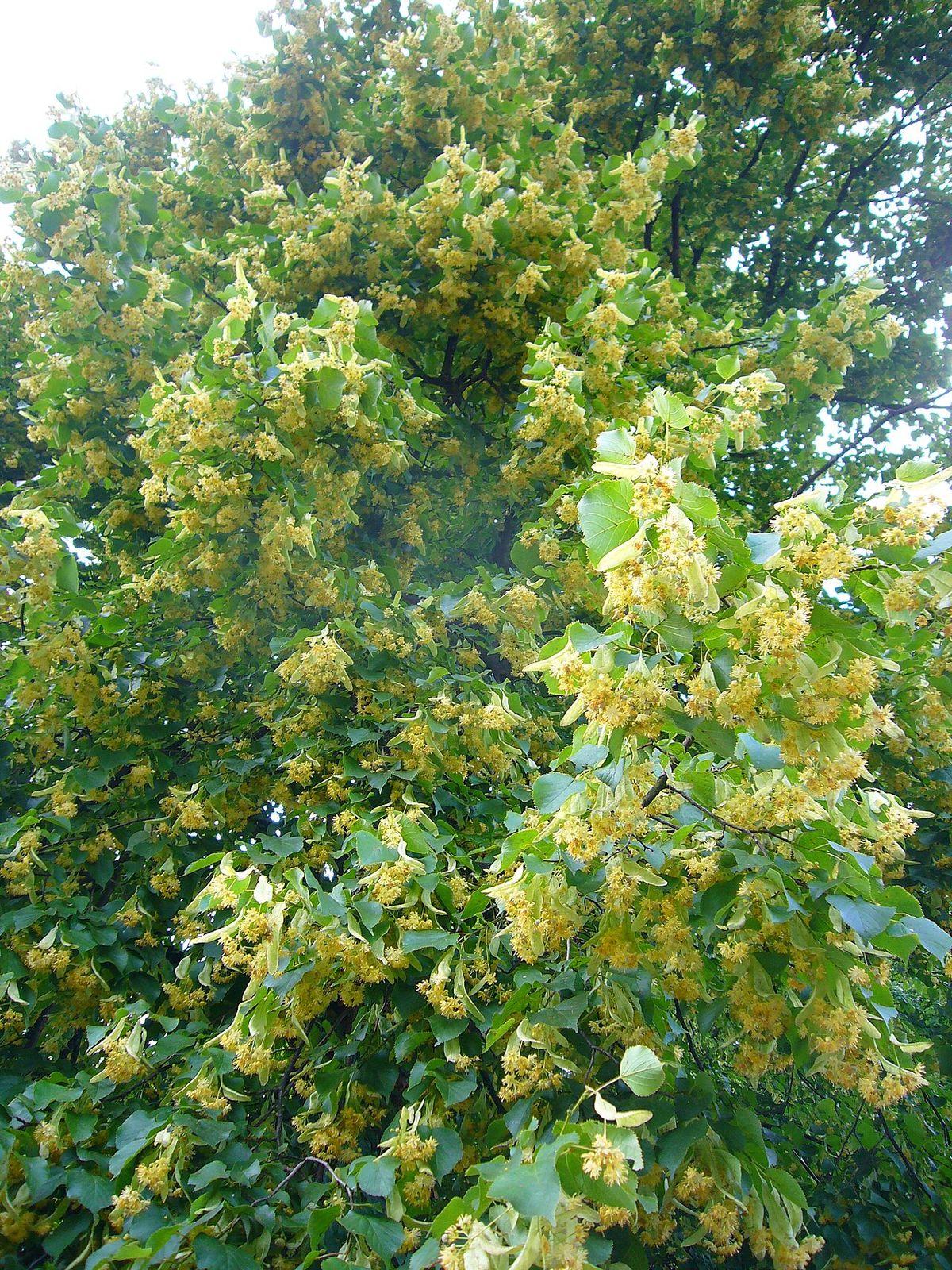 Copa de tilia cubierta de flores amarillentas sobre el follaje verde.