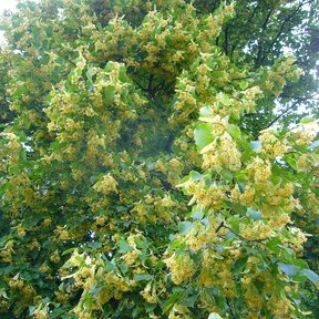 Copa de tilia cubierta de flores amarillentas sobre el follaje verde.