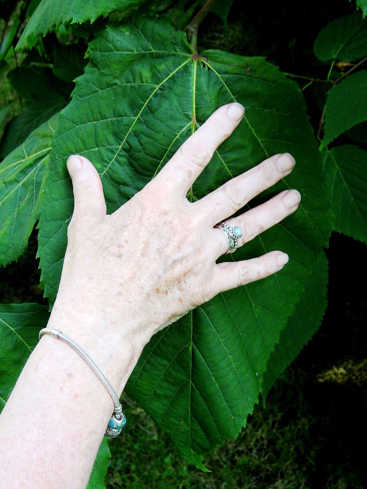 Una mano apoyada sobre una hoja de tilia para dar la escala.