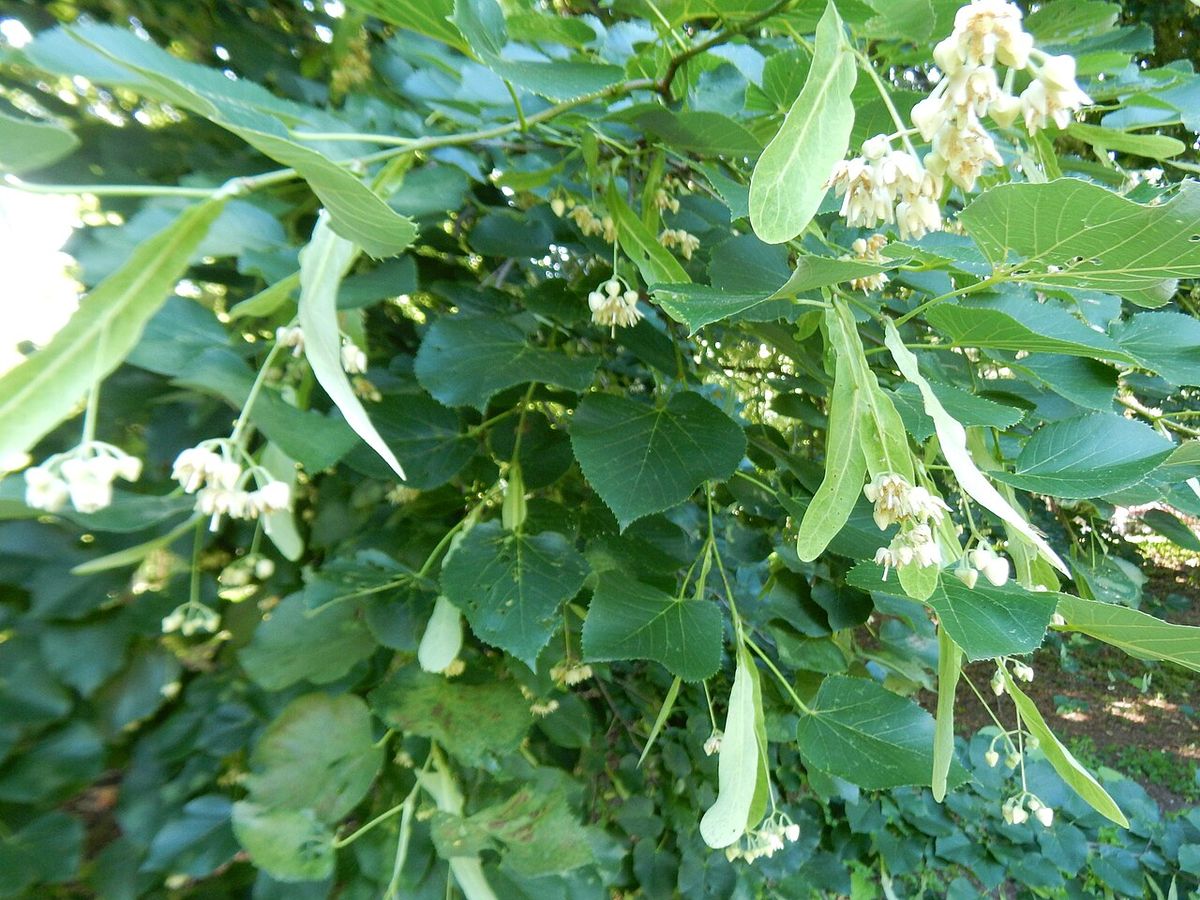 Ramas de tilia con las flores y las brácteas colgando entre las hojas.