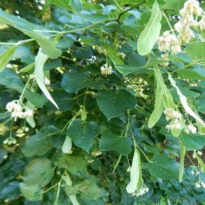 Ramas de tilia con las flores y las brácteas colgando entre las hojas.