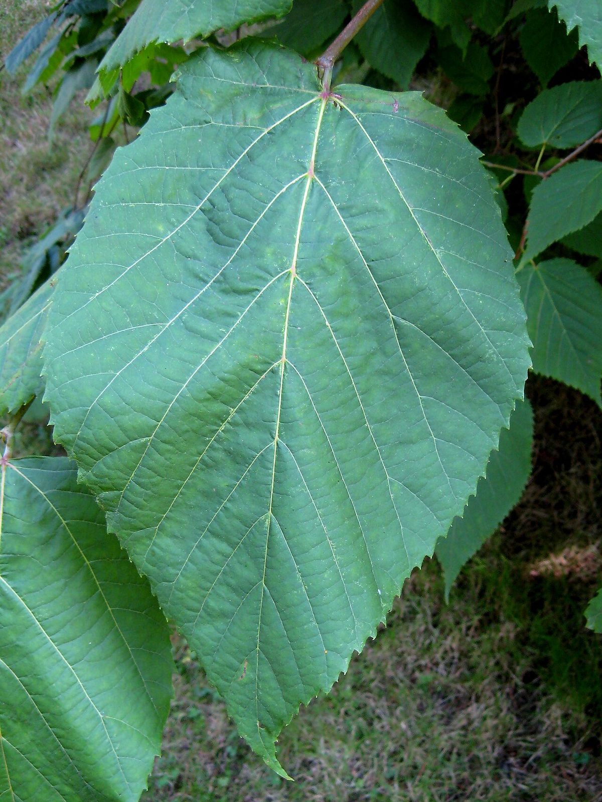 Hoja de tilia acorazonada y asimétrica, con la nervadura marcada.