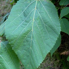 Hoja de tilia acorazonada y asimétrica, con la nervadura marcada.