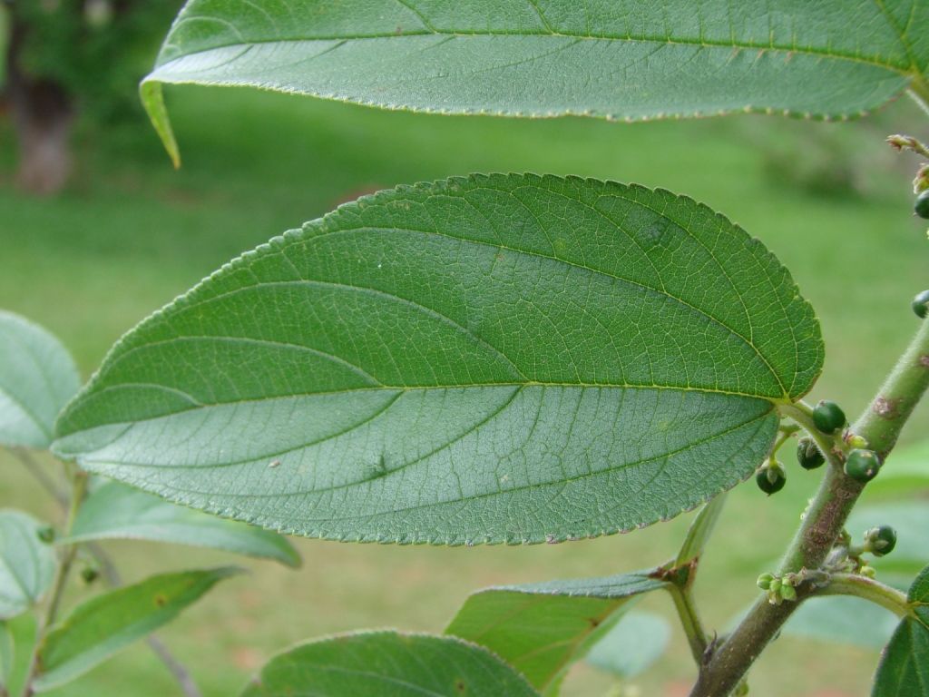 Hoja ancha y aserrada de ixpepel con frutos verdes menudos sobre la rama.