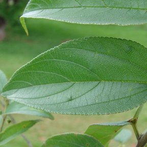 Hoja ancha y aserrada de ixpepel con frutos verdes menudos sobre la rama.