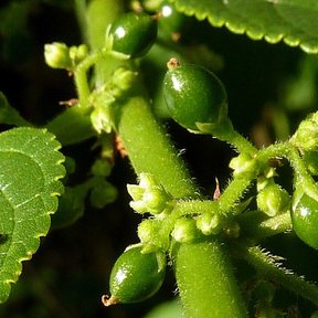 Frutos verdes y redondos de ixpepel apiñados en la axila de las hojas.
