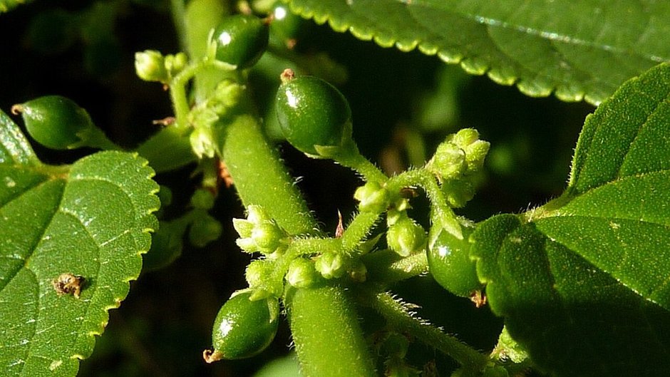Frutos verdes y redondos de ixpepel apiñados en la axila de las hojas.