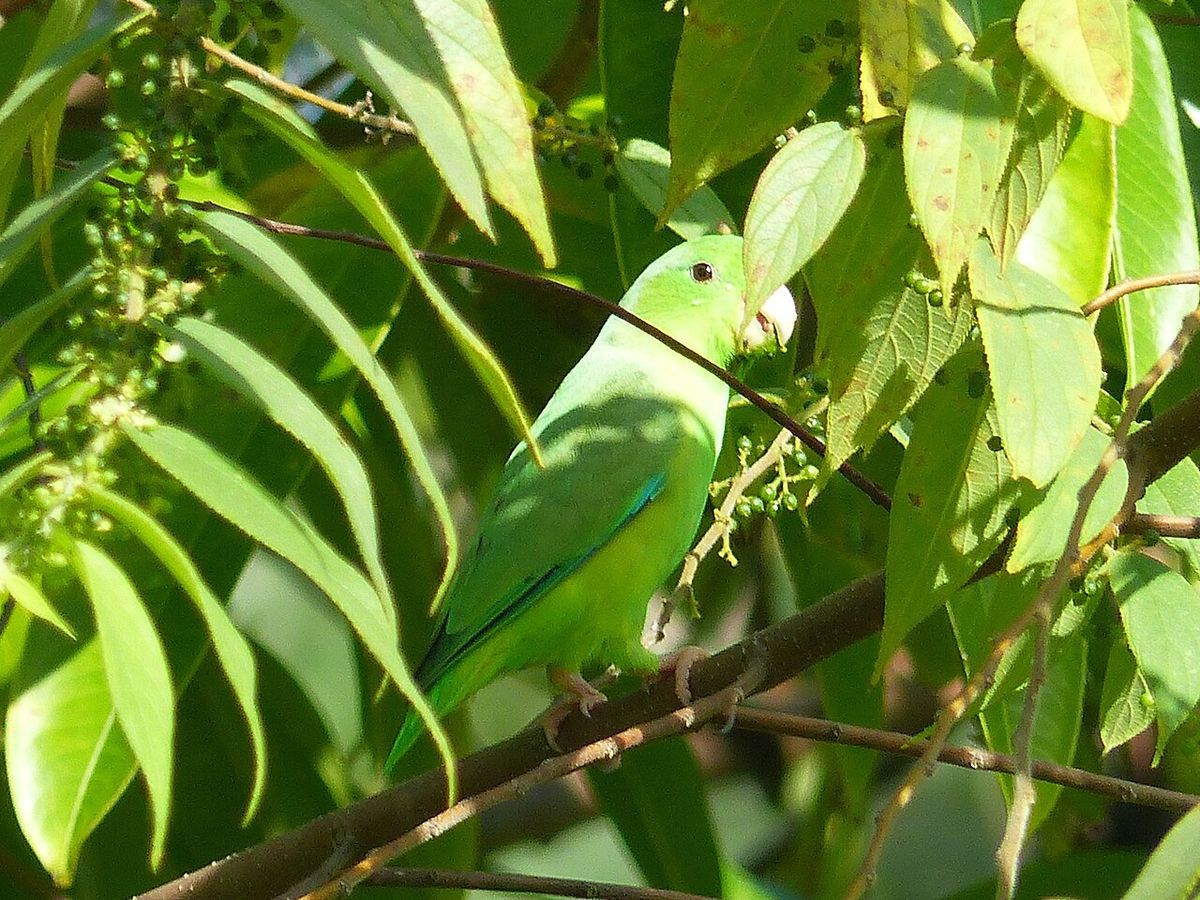 Un perico verde comiendo entre las ramas y las hojas de un ixpepel.