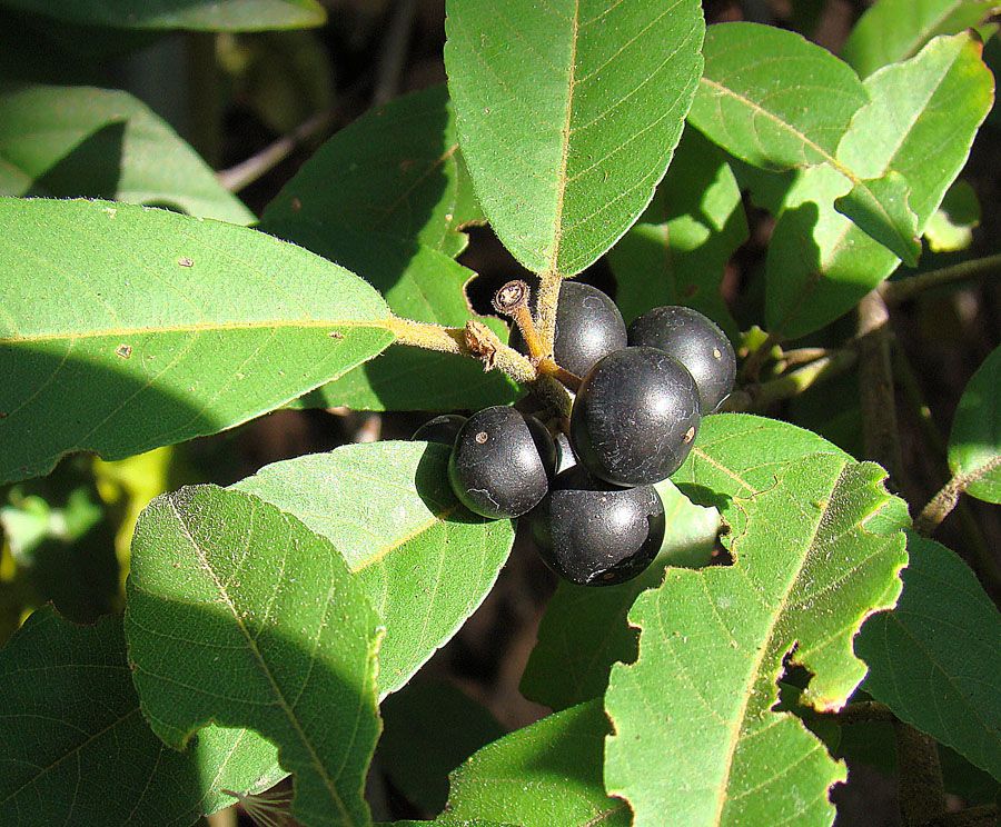 Frutos negros y maduros de ixpepel agrupados junto a las hojas aserradas.
