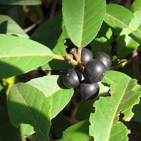 Frutos negros y maduros de ixpepel agrupados junto a las hojas aserradas.