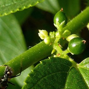 Frutos verdes de ixpepel sobre la rama, con una hormiga recorriendo el tallo.