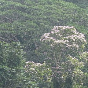 Coyolillo en flor rosada destacando entre el verde del dosel de la selva.