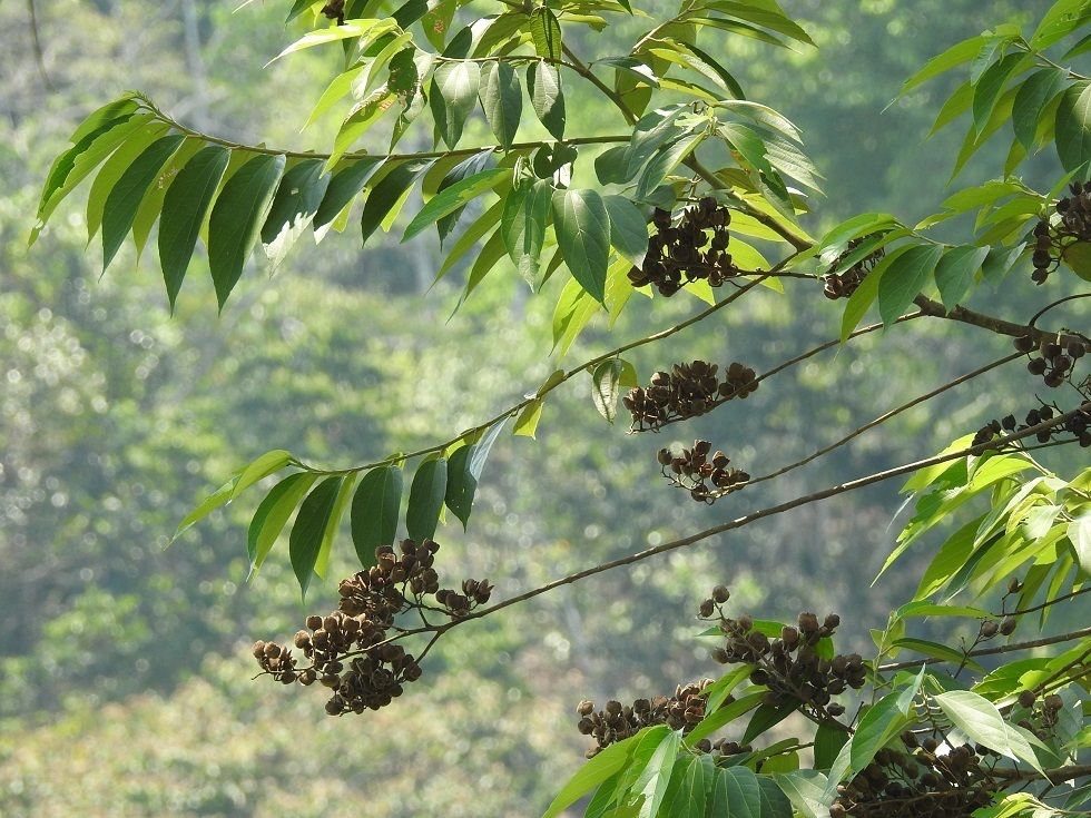 Racimos de frutos pardos de coyolillo colgando entre hojas alargadas.