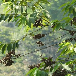Racimos de frutos pardos de coyolillo colgando entre hojas alargadas.