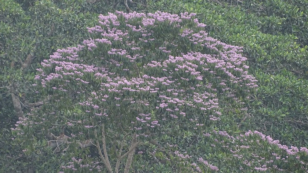 Copa entera de un coyolillo cubierta de flor rosa sobre la ladera boscosa.