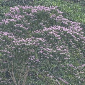 Copa entera de un coyolillo cubierta de flor rosa sobre la ladera boscosa.