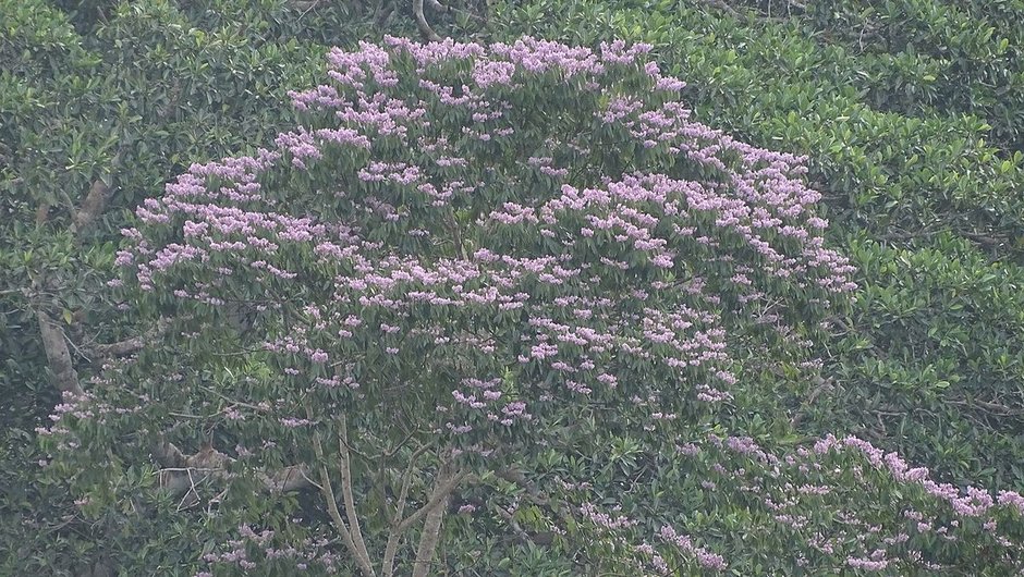 Copa entera de un coyolillo cubierta de flor rosa sobre la ladera boscosa.