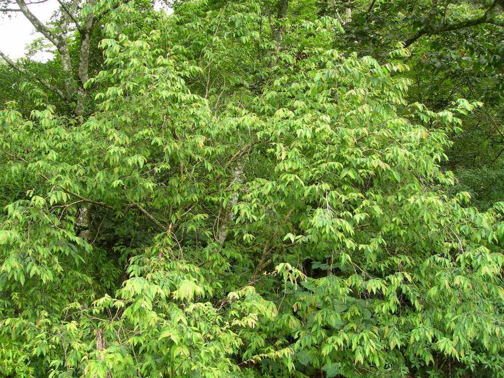 Follaje verde claro y denso de coyolillo visto desde el borde del camino.