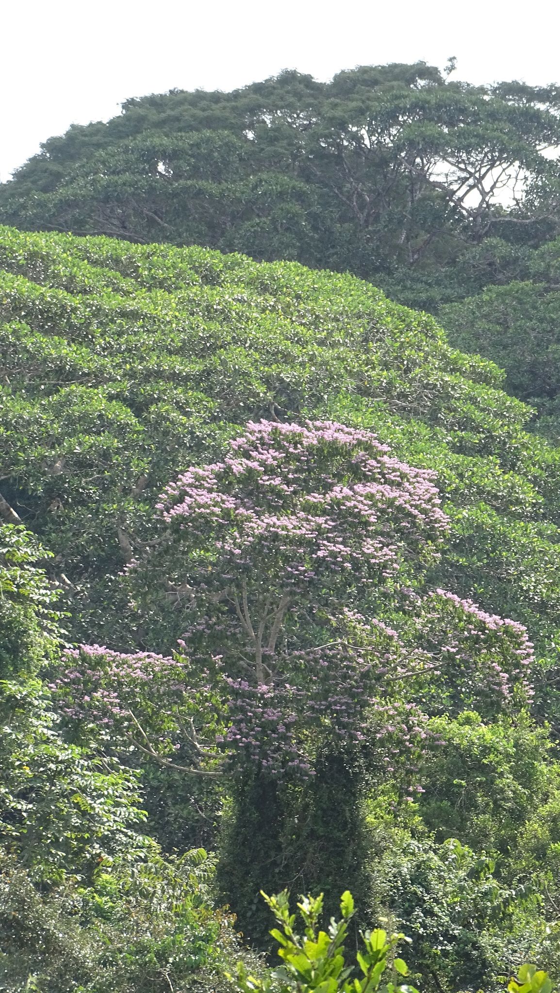 Coyolillo en flor emergiendo por encima del dosel verde de la selva.