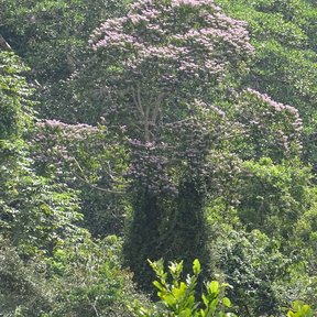 Coyolillo en flor emergiendo por encima del dosel verde de la selva.