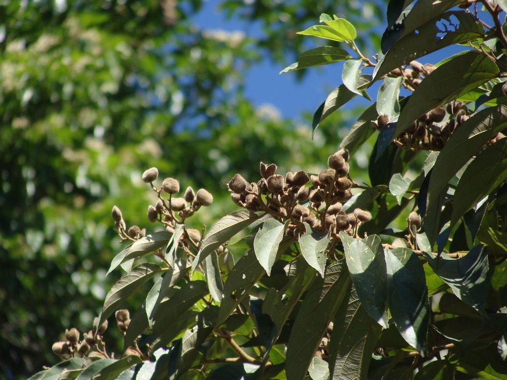 Frutos secos y pardos de coyolillo agrupados en la punta de las ramas.