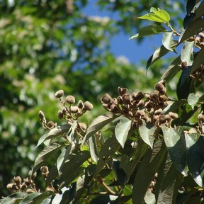 Frutos secos y pardos de coyolillo agrupados en la punta de las ramas.