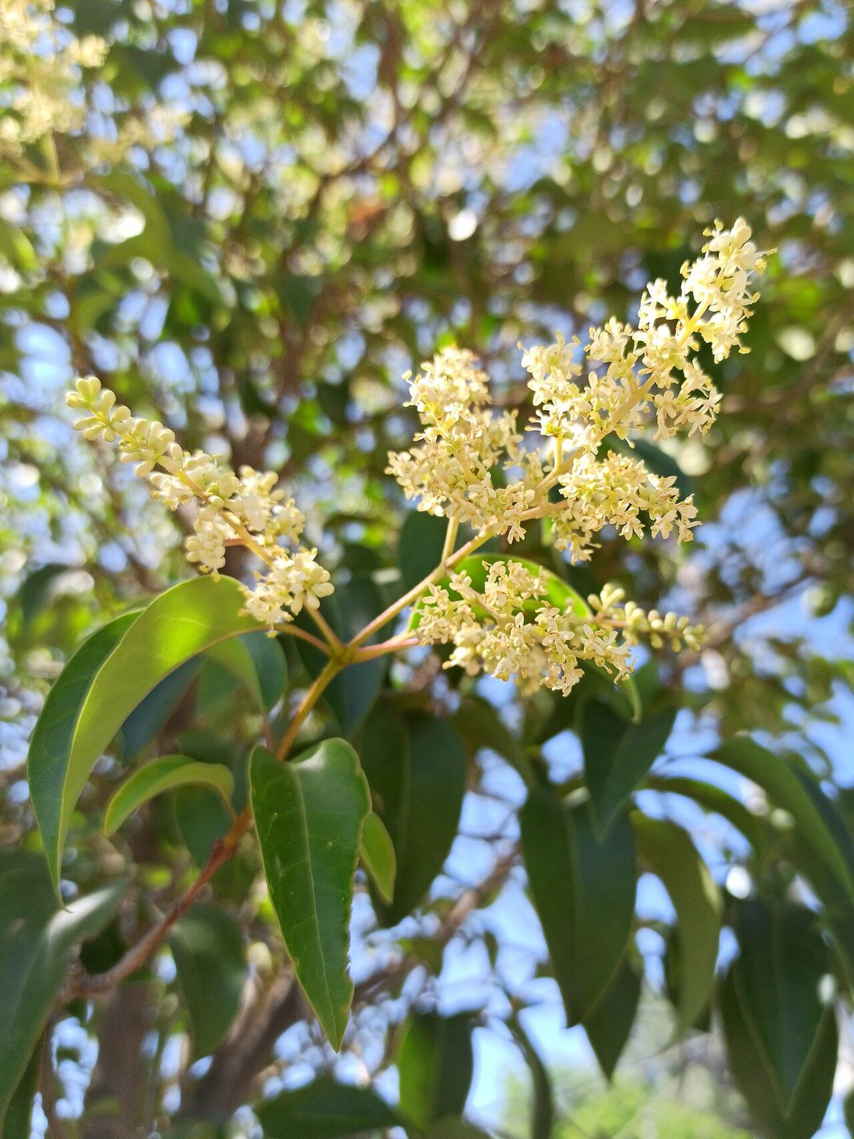 Panícula de flores color crema de trueno abierta contra un cielo azul.