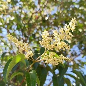 Panícula de flores color crema de trueno abierta contra un cielo azul.