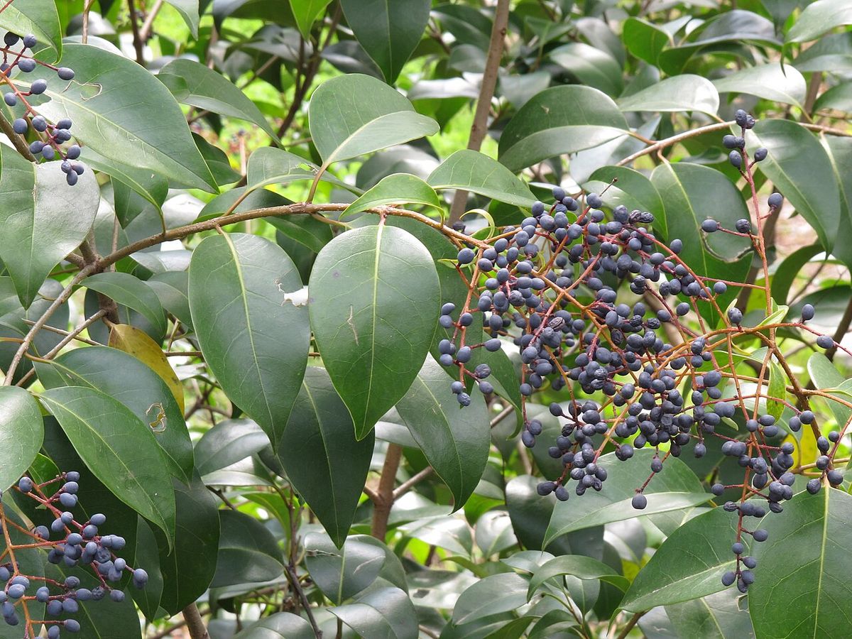 Racimos de frutos azulados de trueno colgando entre las hojas lustrosas.