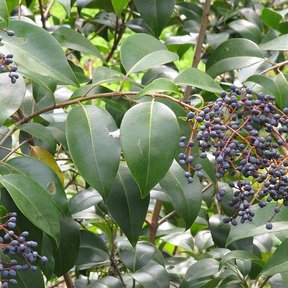 Racimos de frutos azulados de trueno colgando entre las hojas lustrosas.