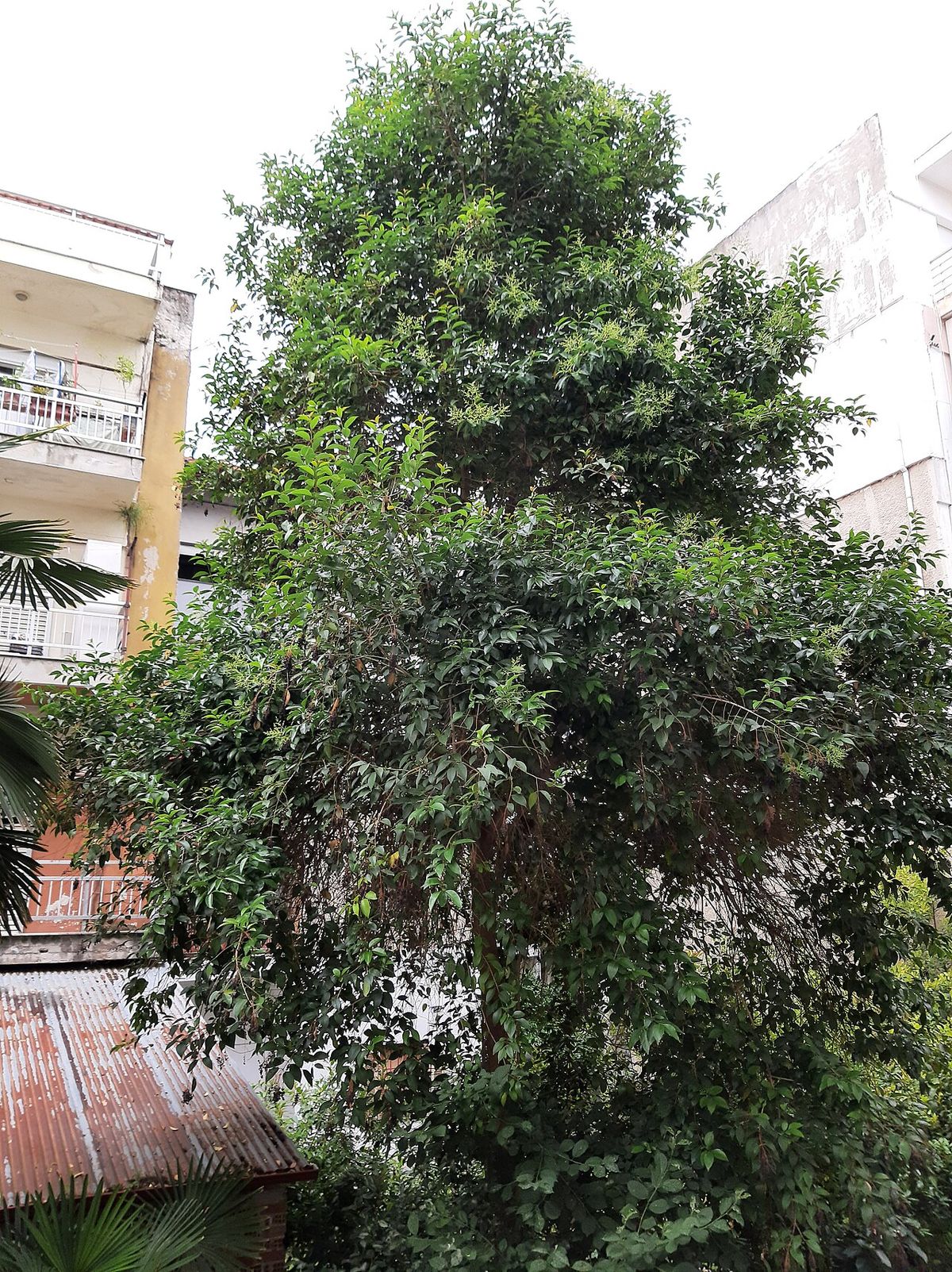 Trueno grande y frondoso creciendo junto a una casa de lámina.