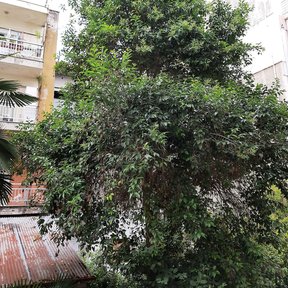Trueno grande y frondoso creciendo junto a una casa de lámina.