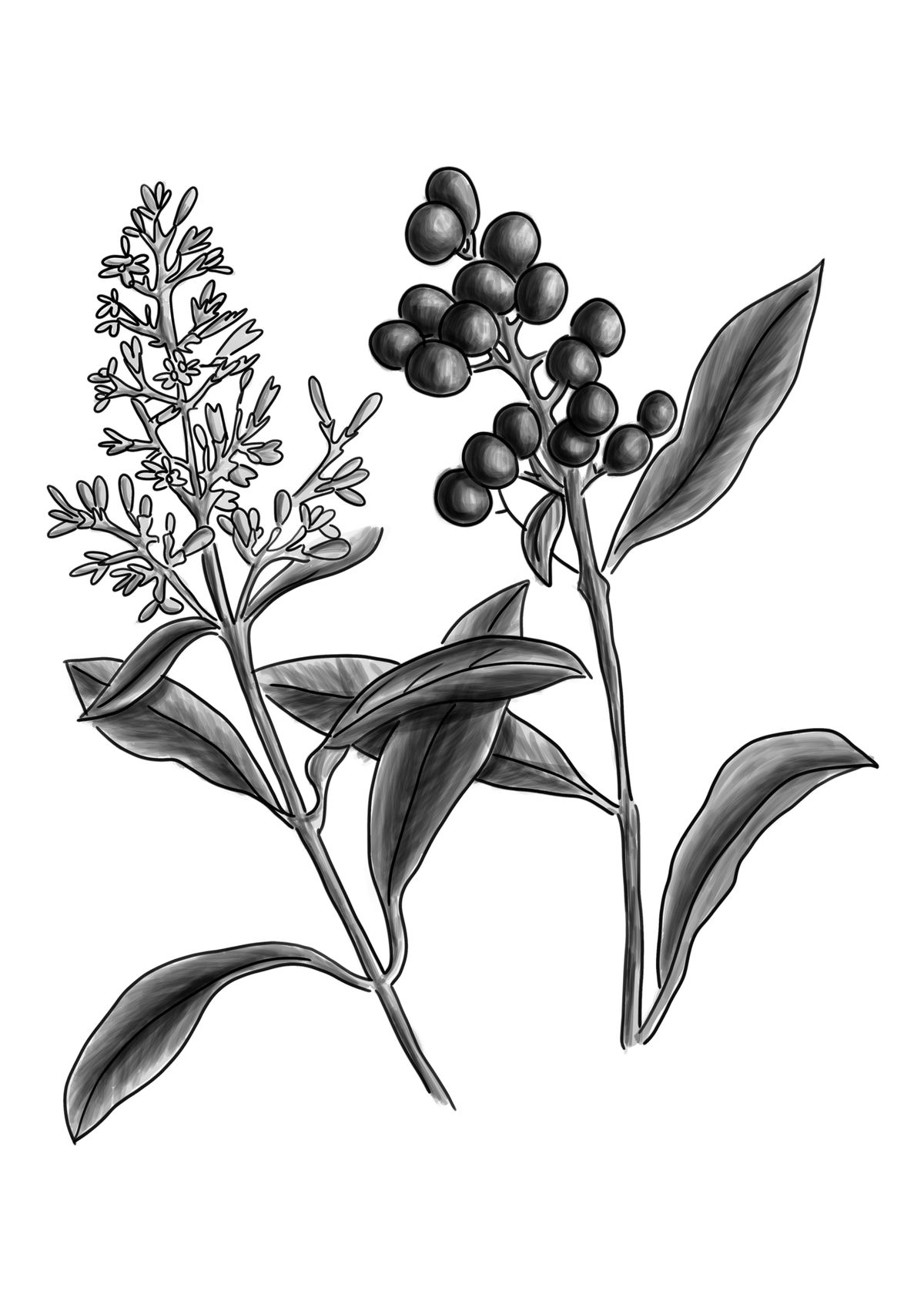 Dibujo a línea del trueno con la panícula de flor y el racimo de frutos.