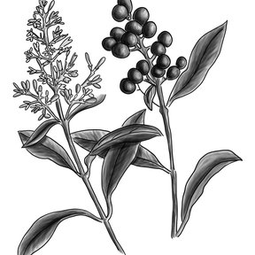 Dibujo a línea del trueno con la panícula de flor y el racimo de frutos.
