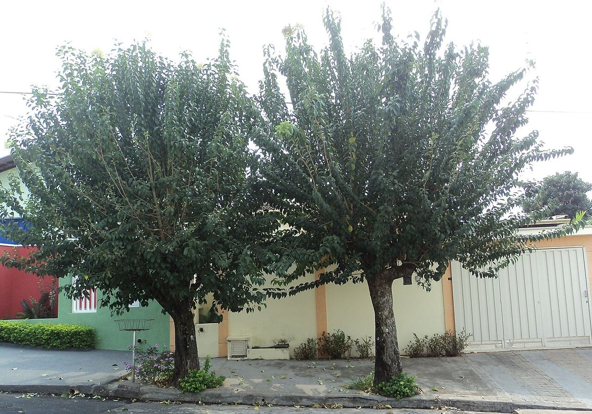 Dos truenos podados en copa sobre la banqueta de una calle.