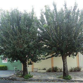 Dos truenos podados en copa sobre la banqueta de una calle.